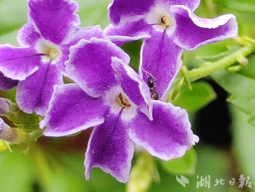 免费白菜网站大全